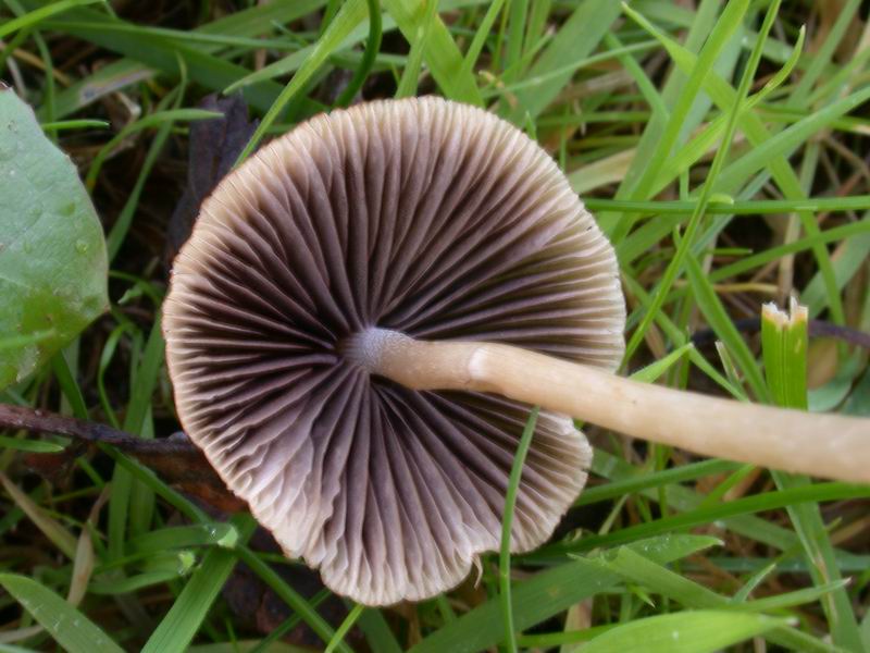 Funghi d'' oltre Manica